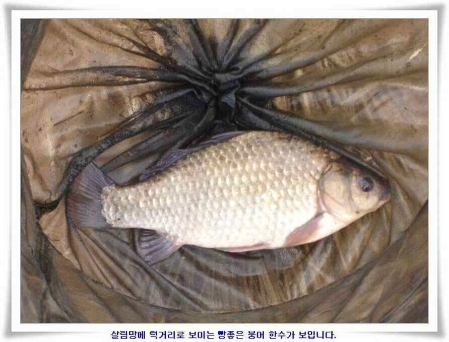 마지막 물낚시 준비하시지요 (조황조행기 - 낚시점조황)
