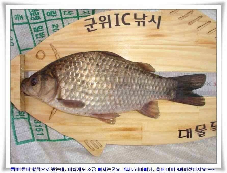 마지막 물낚시 준비하시지요 (조황조행기 - 낚시점조황)