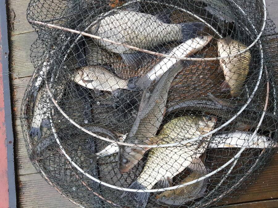 4짜와 월척들 (조황조행기 - 낚시점조황)