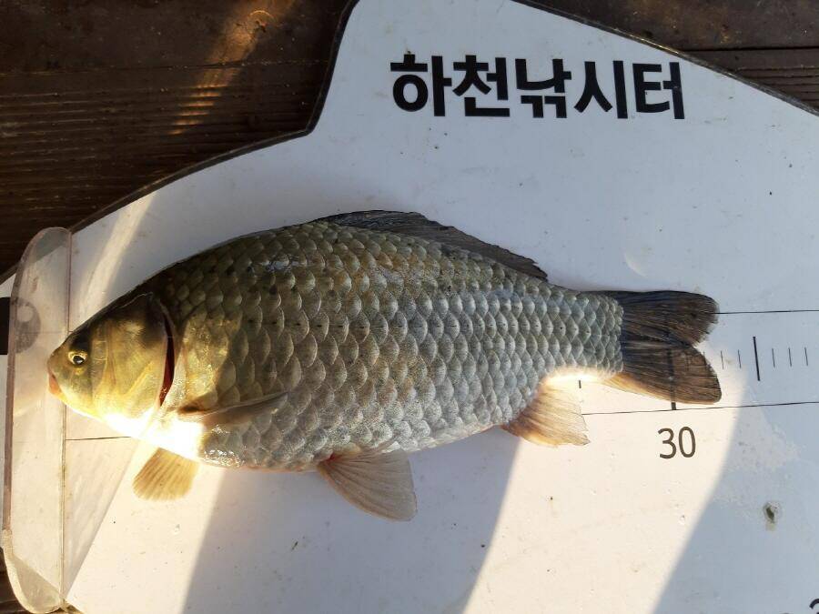 4짜와 월척들 (조황조행기 - 낚시점조황)