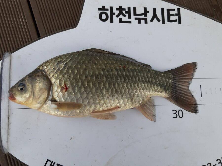 하천낚시터현황 (조황조행기 - 낚시점조황)