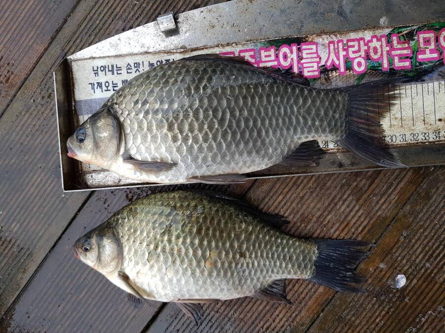 4짜와 월척들 (조황조행기 - 낚시점조황)
