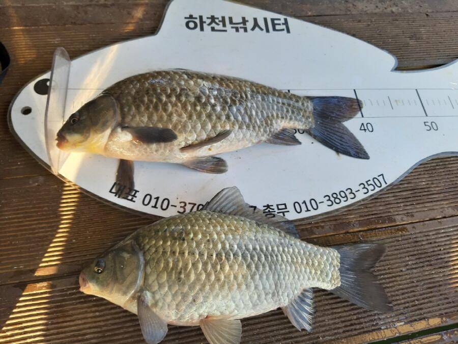 4짜와 월척들 (조황조행기 - 낚시점조황)