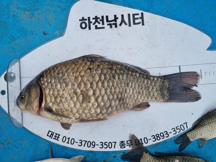 대물45다 (조황조행기 - 낚시점조황)