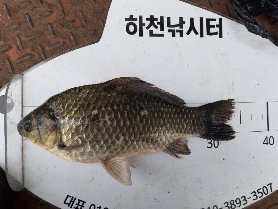 하천낚시터 현황 (조황조행기 - 낚시점조황)