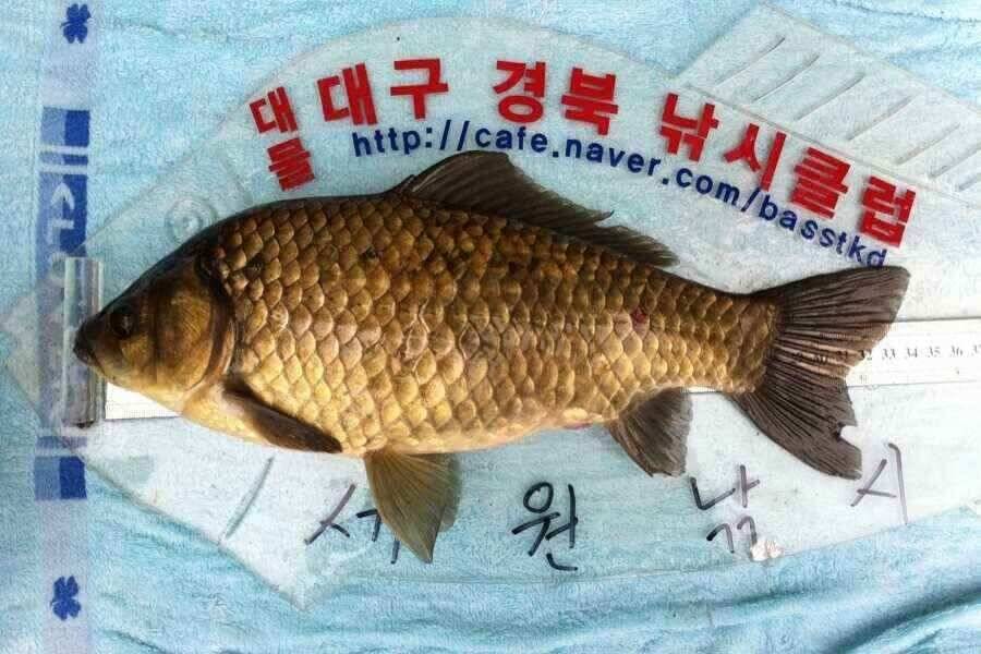 이제 슬슬 나옵니다 (조황조행기 - 낚시점조황)