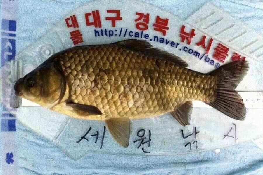 이제 슬슬 나옵니다 (조황조행기 - 낚시점조황)