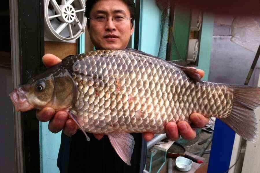 이제 슬슬 나옵니다 (조황조행기 - 낚시점조황)