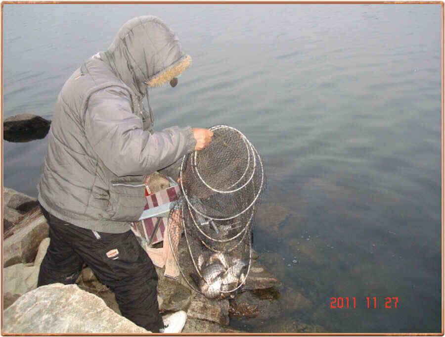진위천 조황소식 (조황조행기 - 낚시점조황)