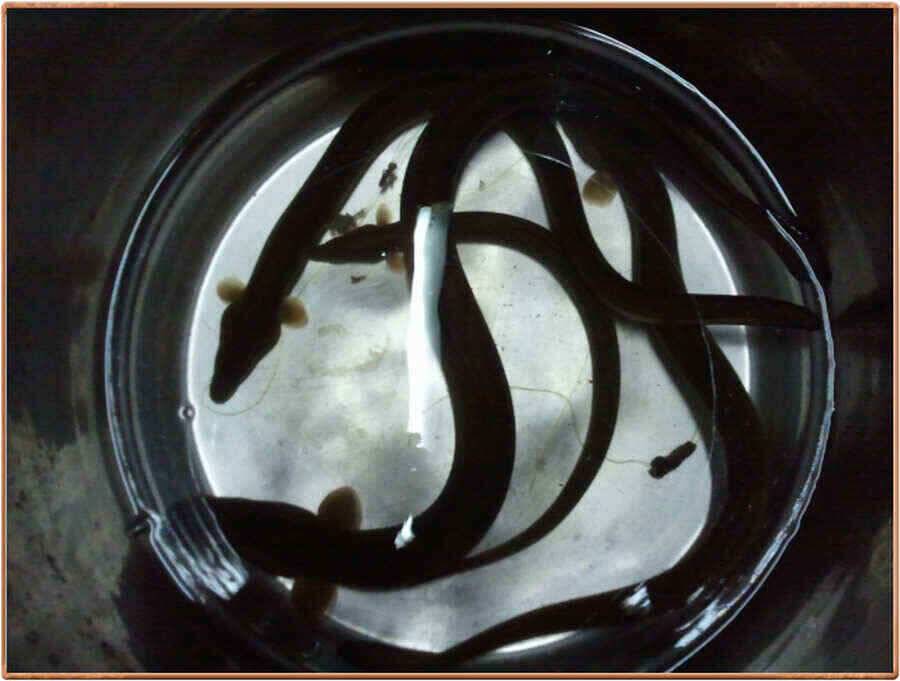 진위천 붕어 조황 부진 장어는 대박 (조황조행기 - 낚시점조황)