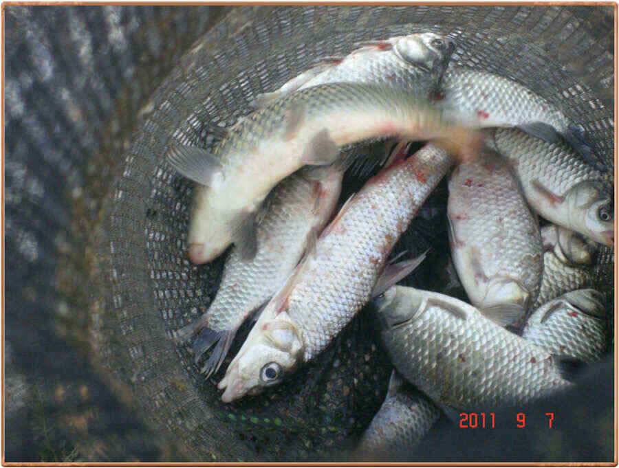 진위천 붕어 조황 부진 장어는 대박 (조황조행기 - 낚시점조황)