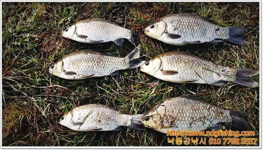 창원 낙동강낚시 (조황조행기 - 낚시점조황)