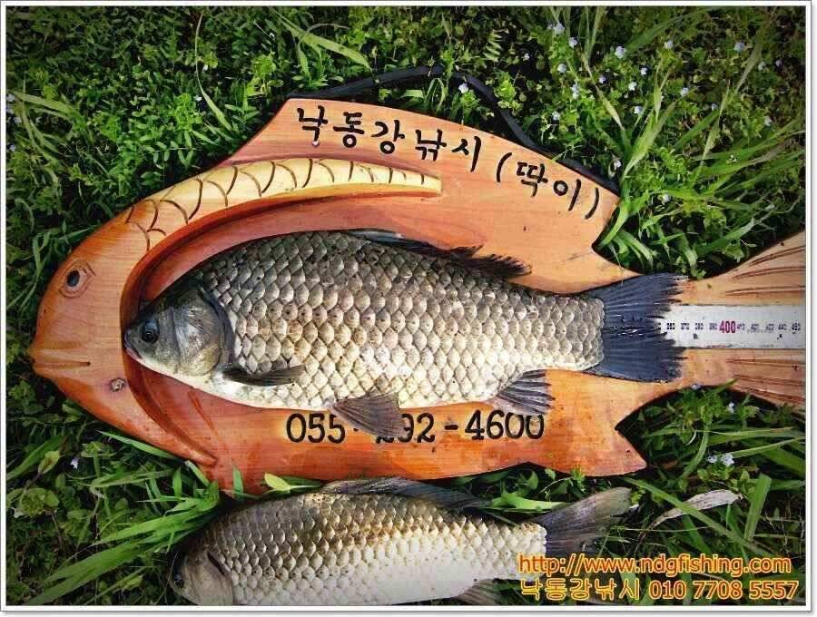 창원 낙동강낚시 (조황조행기 - 낚시점조황)