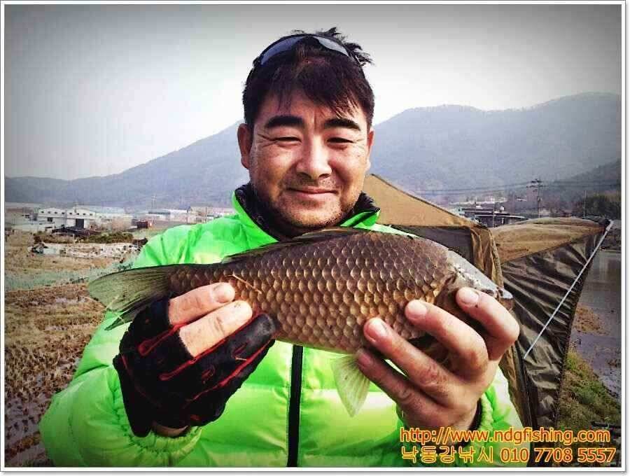 창원 낙동강낚시 (조황조행기 - 낚시점조황)