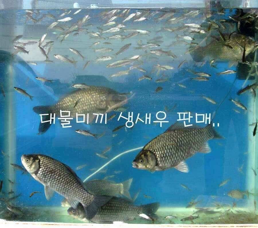 붕어와 잉어 (조황조행기 - 낚시점조황)