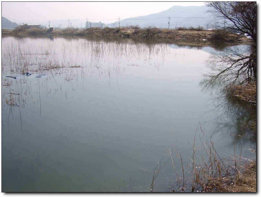 칠곡성주권 조황및 분석 (조황조행기 - 낚시점조황)