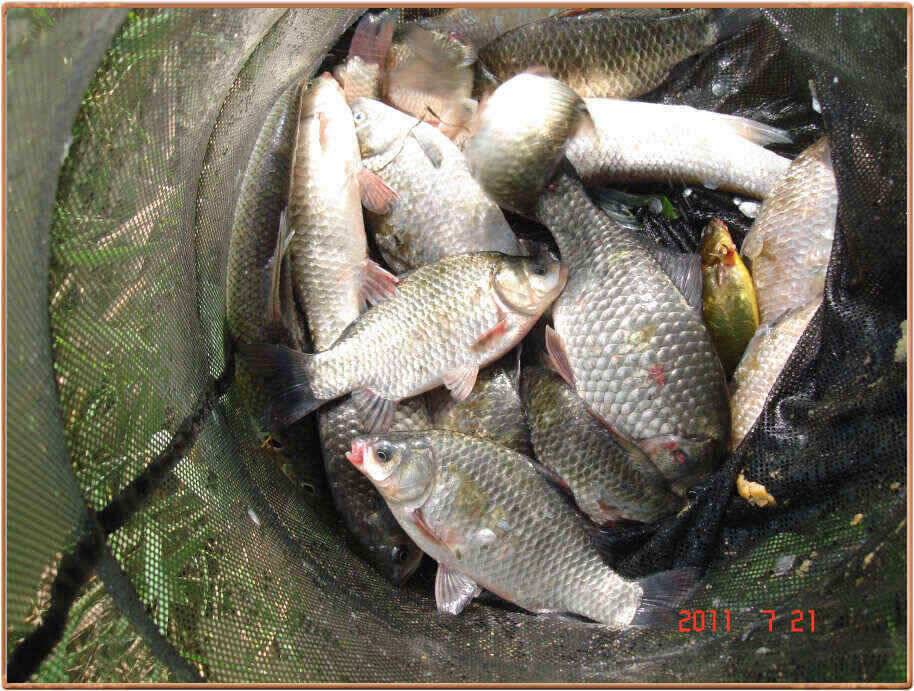 진위천 산란철보다 더 조황 좋아요 (조황조행기 - 낚시점조황)