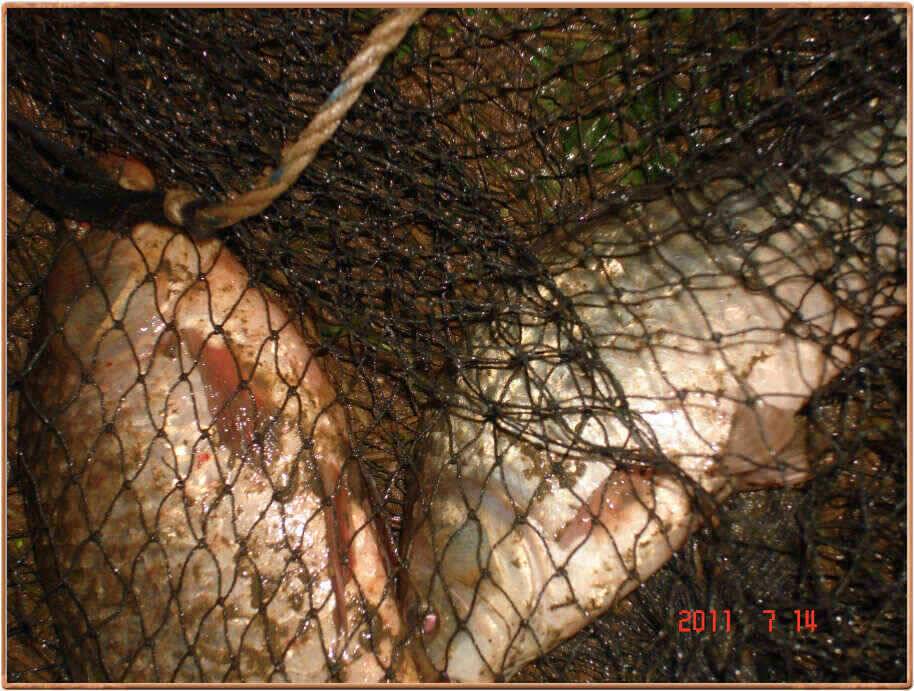 진위천 조황소식 (조황조행기 - 낚시점조황)