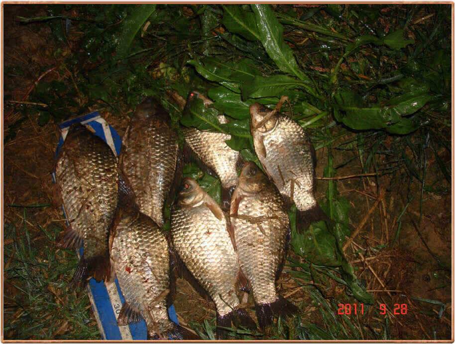 진위천 붕어도 통통하고 조황도 살아나고 (조황조행기 - 낚시점조황)