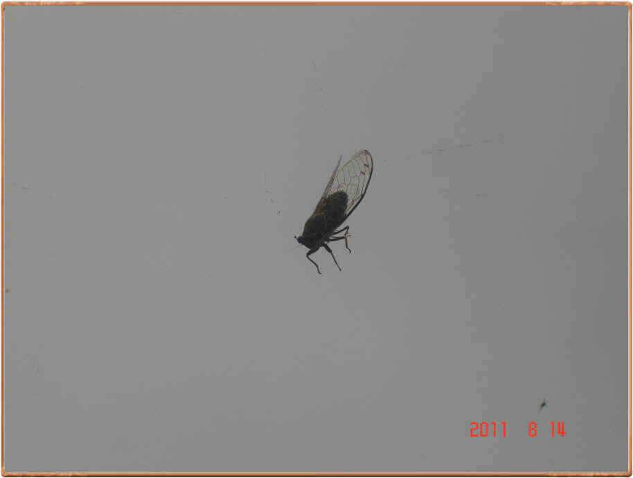 진위천 흙탕물에 조과가 괜찬한가요 (조황조행기 - 낚시점조황)