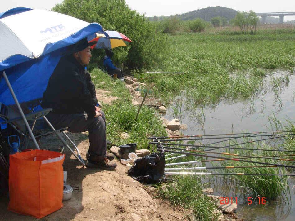 진위천잠잠하던 붕어입질 다시 시작 (조황조행기 - 낚시점조황)