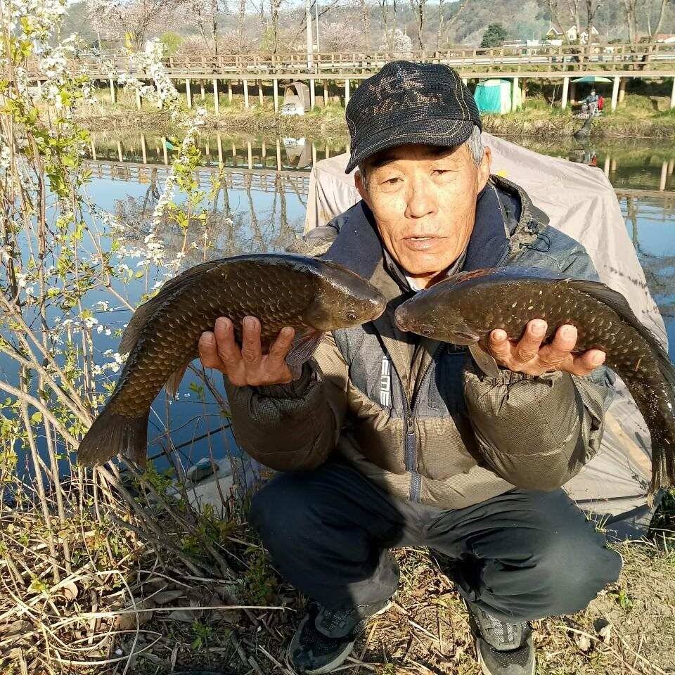 충주탄금호낚시 대물42cm조황 (조황조행기 - 낚시점조황)