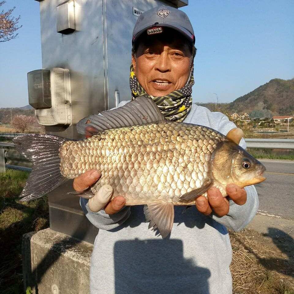 충주탄금호낚시 대물42cm조황 (조황조행기 - 낚시점조황)