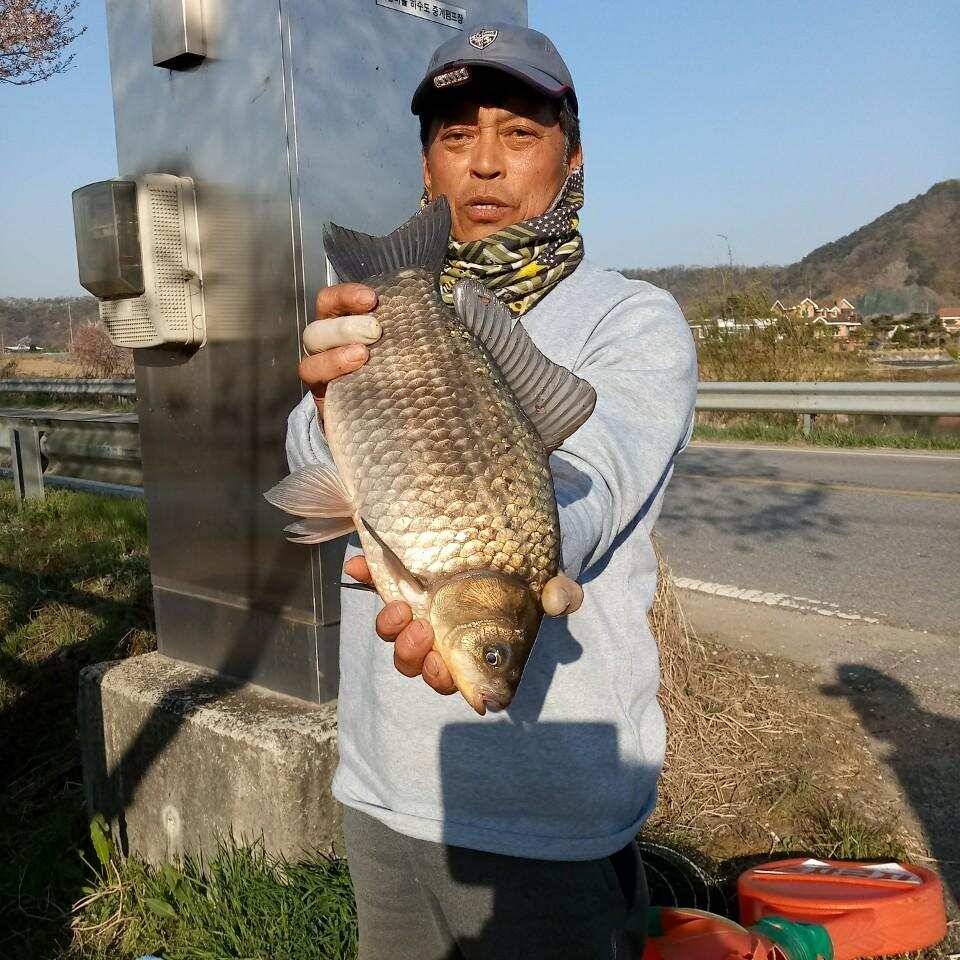 충주탄금호낚시 대물42cm조황 (조황조행기 - 낚시점조황)