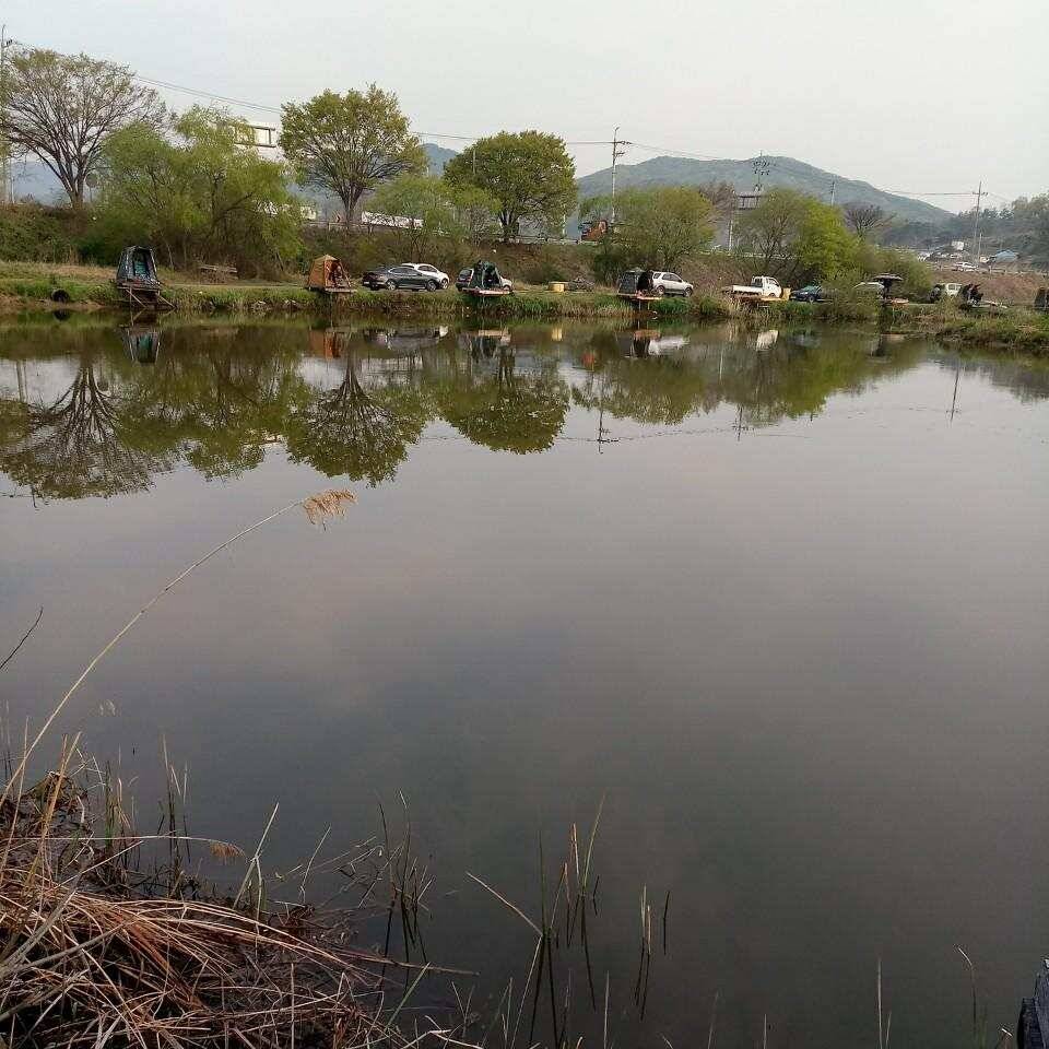 충주탄금호낚시 대물조황 (조황조행기 - 낚시점조황)