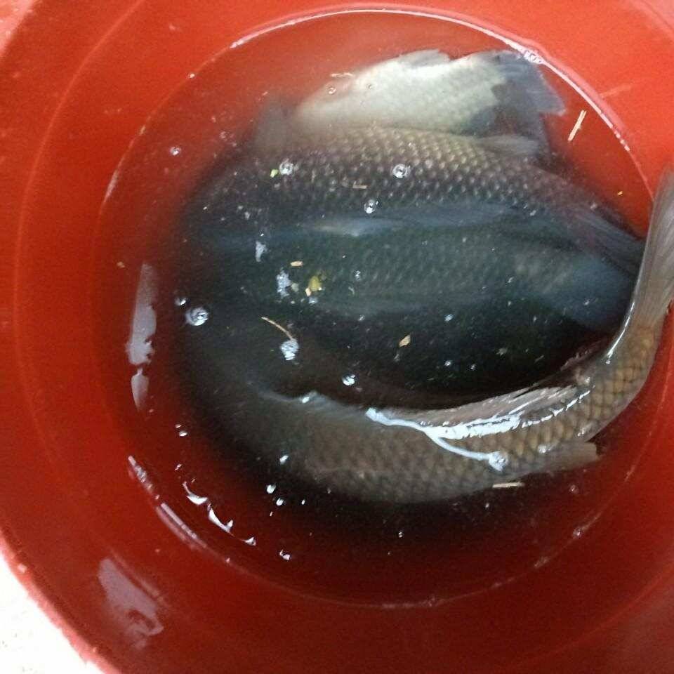 충주탄금호낚시대물조황 (조황조행기 - 낚시점조황)