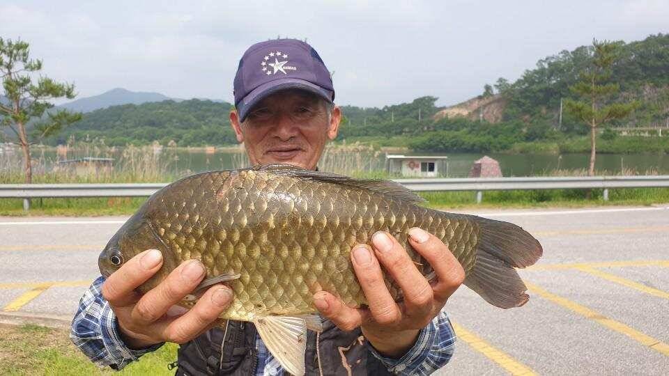 충주탄금호낚시 대물조황 (조황조행기 - 낚시점조황)