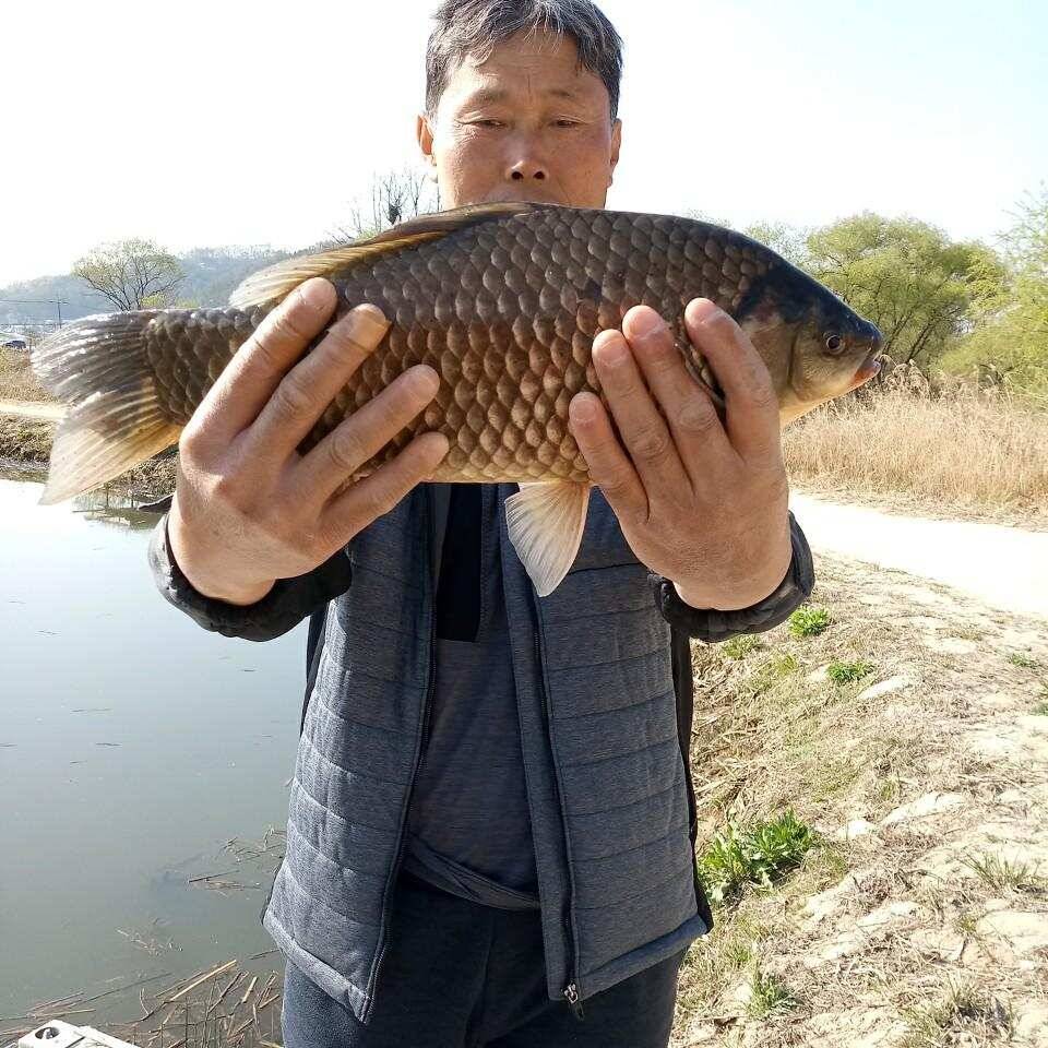 충주탄금호낚시 대물42cm조황 (조황조행기 - 낚시점조황)