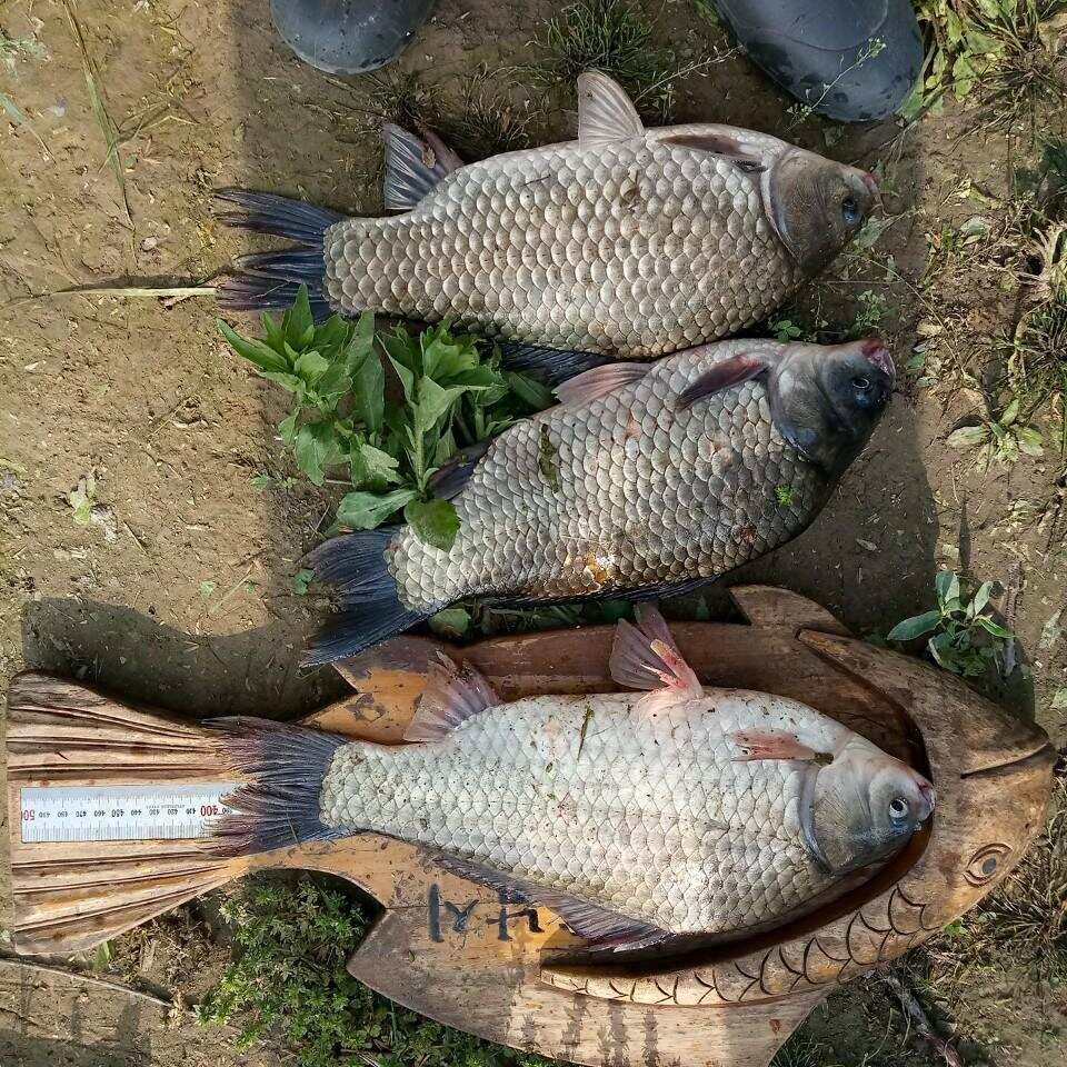 충주탄금호낚시 대물45m42cm40cm조황 (조황조행기 - 낚시점조황)