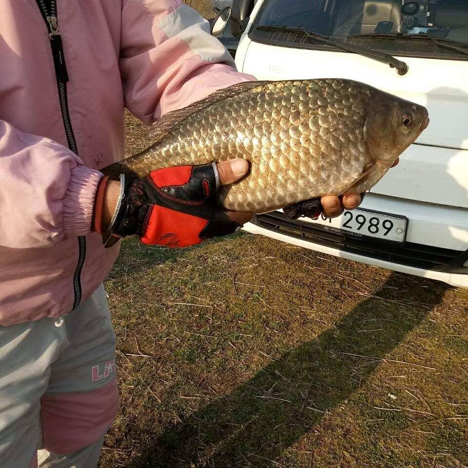 충주탄금호낚시대물43cm 41cm 40cm조황 (조황조행기 - 낚시점조황)