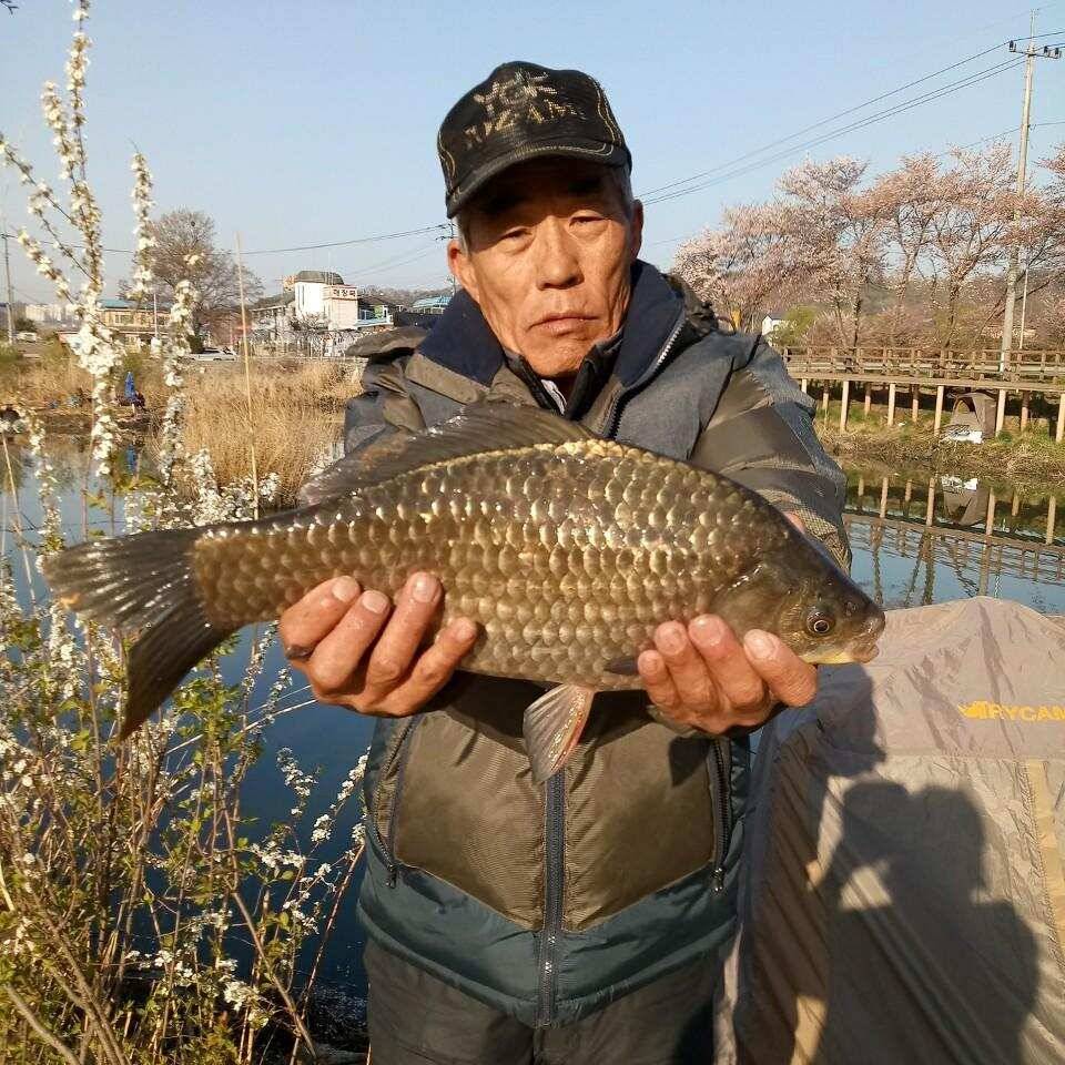충주탄금호낚시 대물42cm조황 (조황조행기 - 낚시점조황)