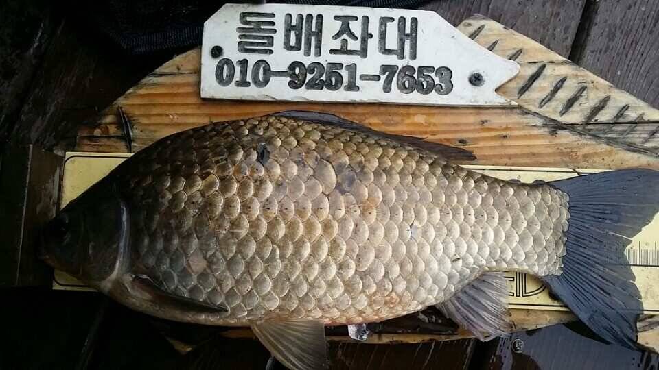 용인및안성권조황 (조황조행기 - 낚시점조황)