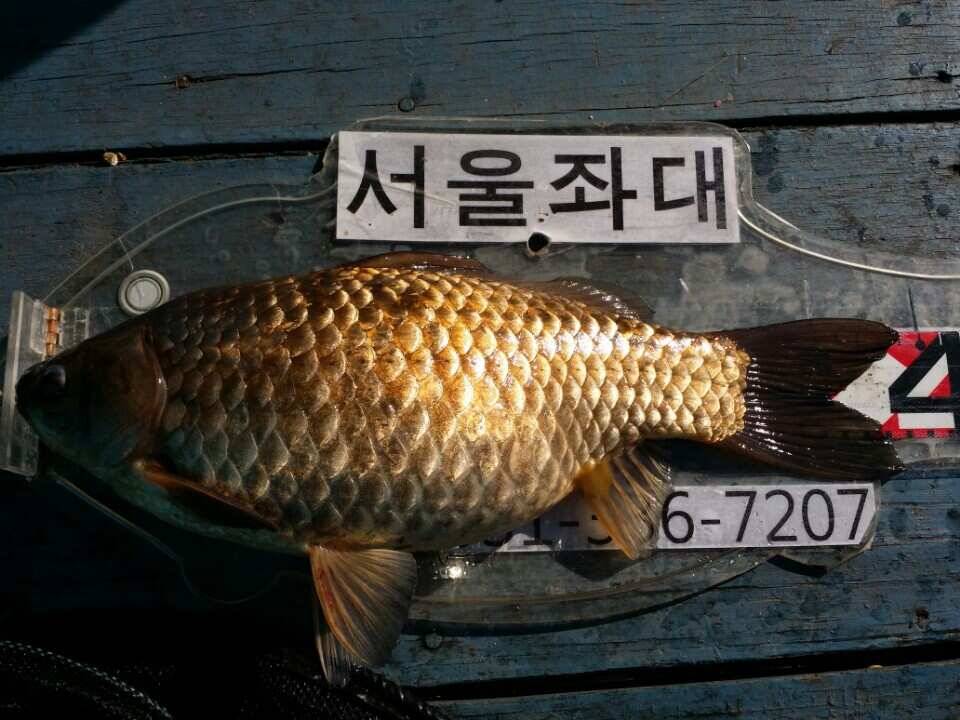 용인및안성권조황 (조황조행기 - 낚시점조황)