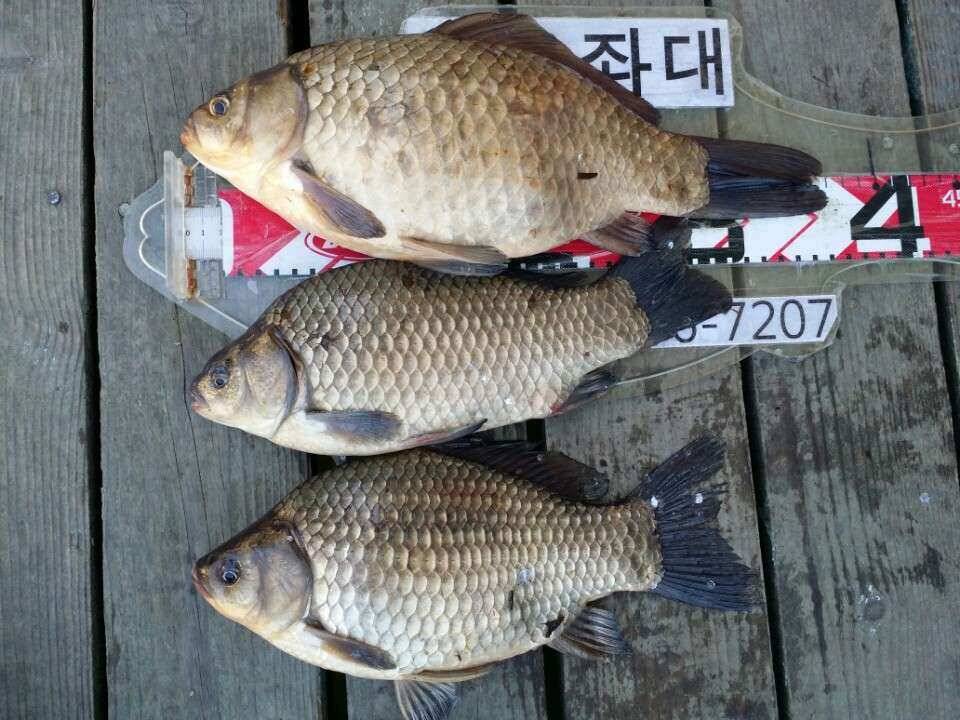 용인및안성권조황 (조황조행기 - 낚시점조황)
