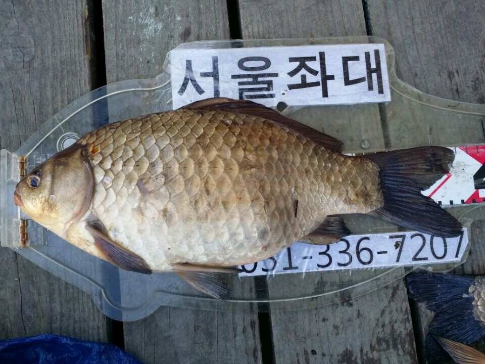 용인및안성권조황 (조황조행기 - 낚시점조황)
