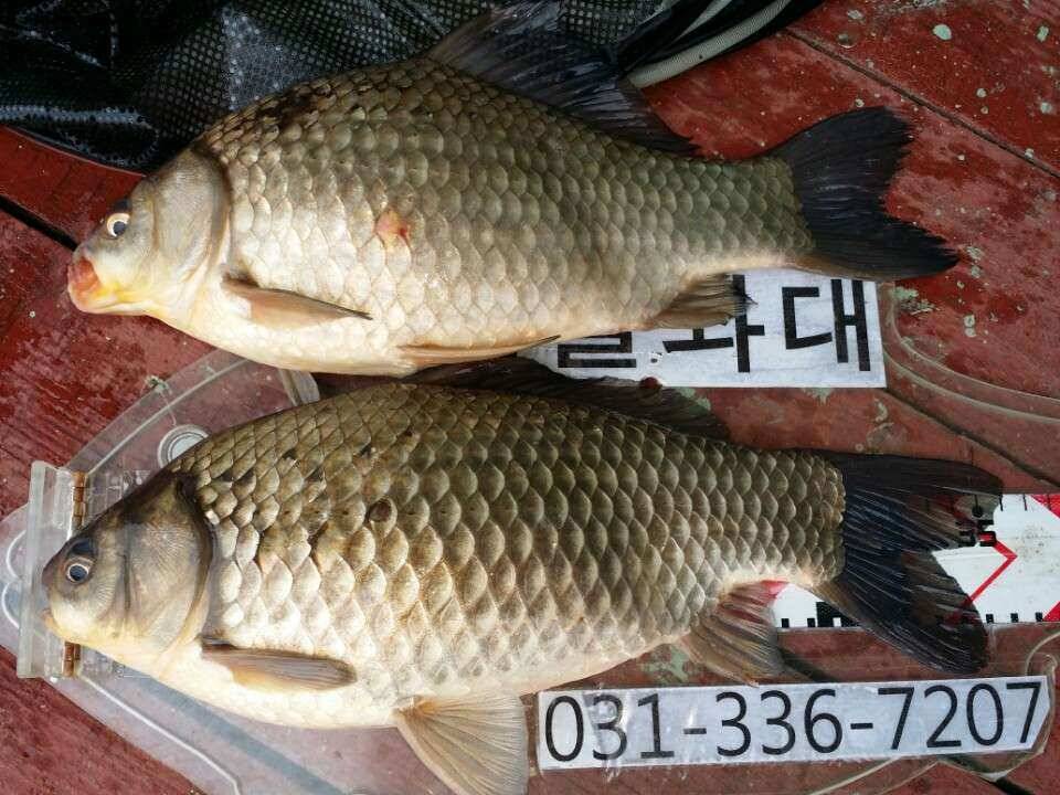 용인및안성권조황 (조황조행기 - 낚시점조황)