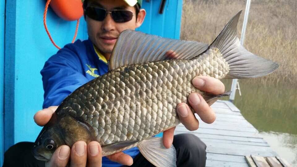 용인 송전지 혹부리4짜 (조황조행기 - 낚시점조황)