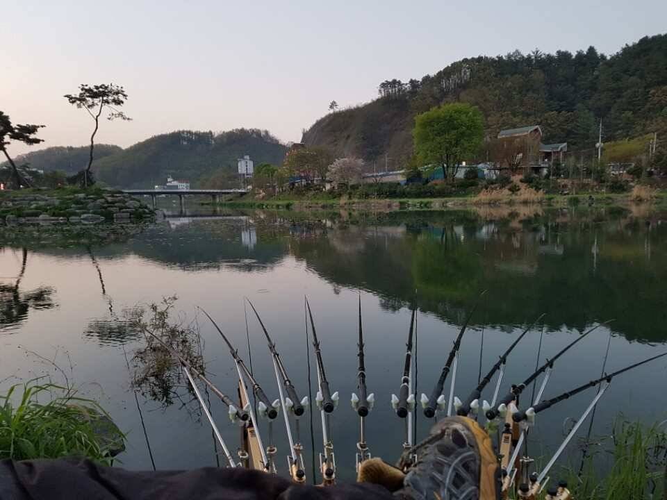 음성권 조황 (조황조행기 - 낚시점조황)