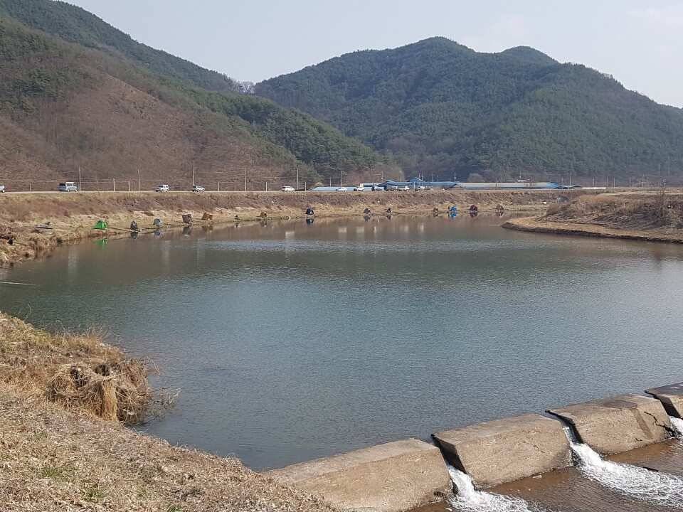 창녕권 조황 입니다 (조황조행기 - 낚시점조황)