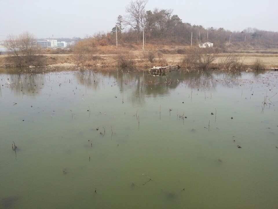 음성권 (조황조행기 - 낚시점조황)