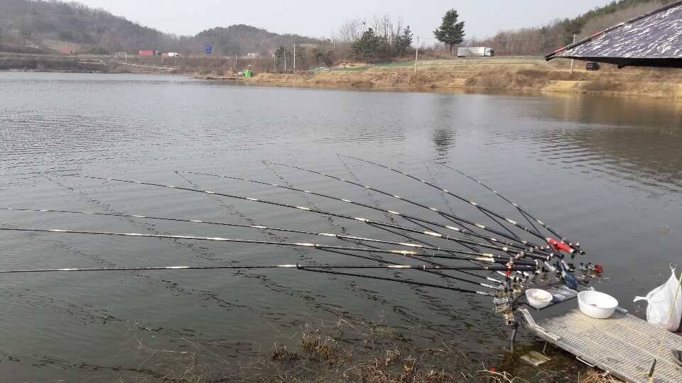 봄이찾아 오듯 붕어소식도 들려 옵니다 (조황조행기 - 낚시점조황)