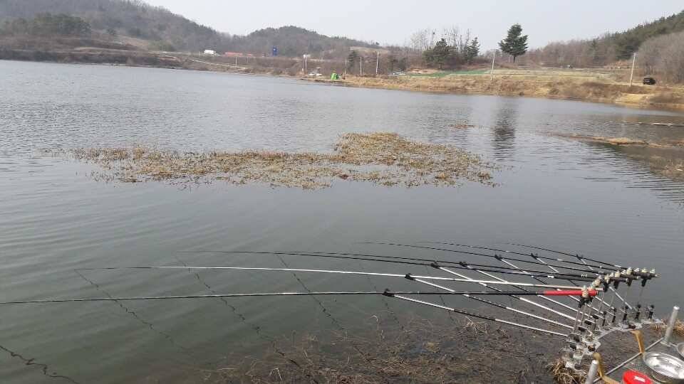 봄이찾아 오듯 붕어소식도 들려 옵니다 (조황조행기 - 낚시점조황)