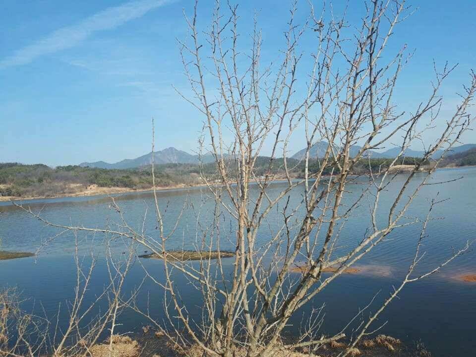 창녕권 낚시 스타트 (조황조행기 - 낚시점조황)