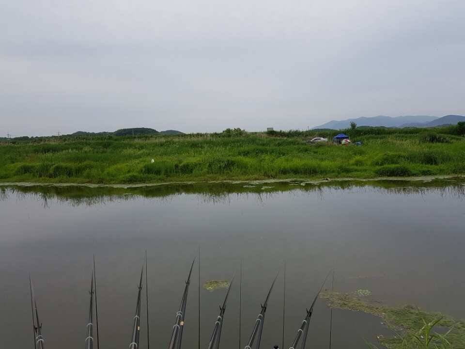 창녕권 토종터 (조황조행기 - 낚시점조황)