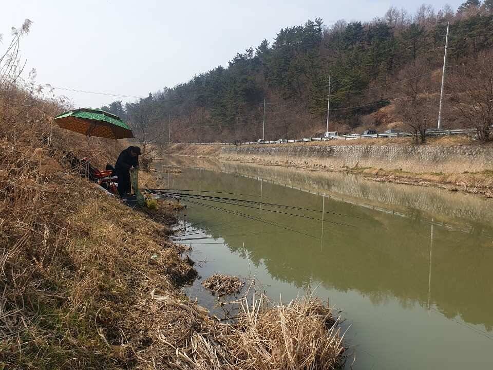 봄이찾아 오듯 붕어소식도 들려 옵니다 (조황조행기 - 낚시점조황)