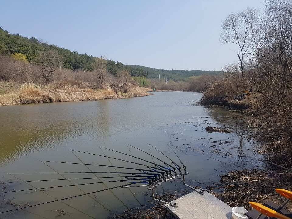 창녕권 조황 입니다 (조황조행기 - 낚시점조황)